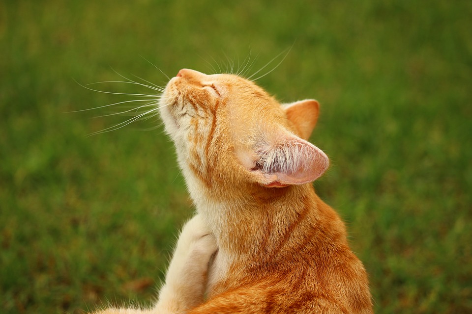 a ginger tabby cat scratching itself