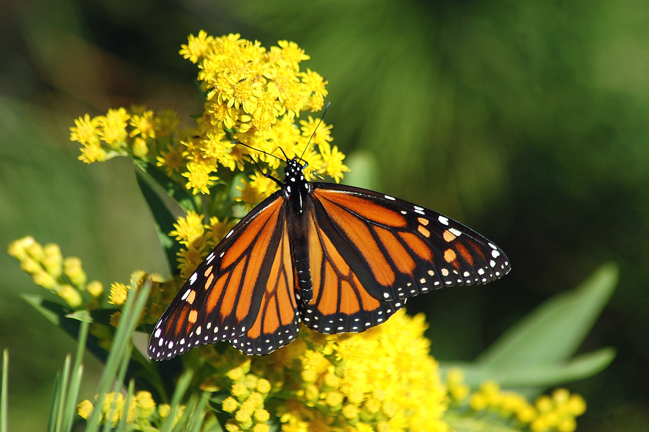 photo of monarch butterfly