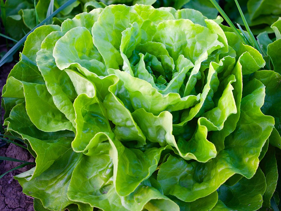 lettuce crop in the soil