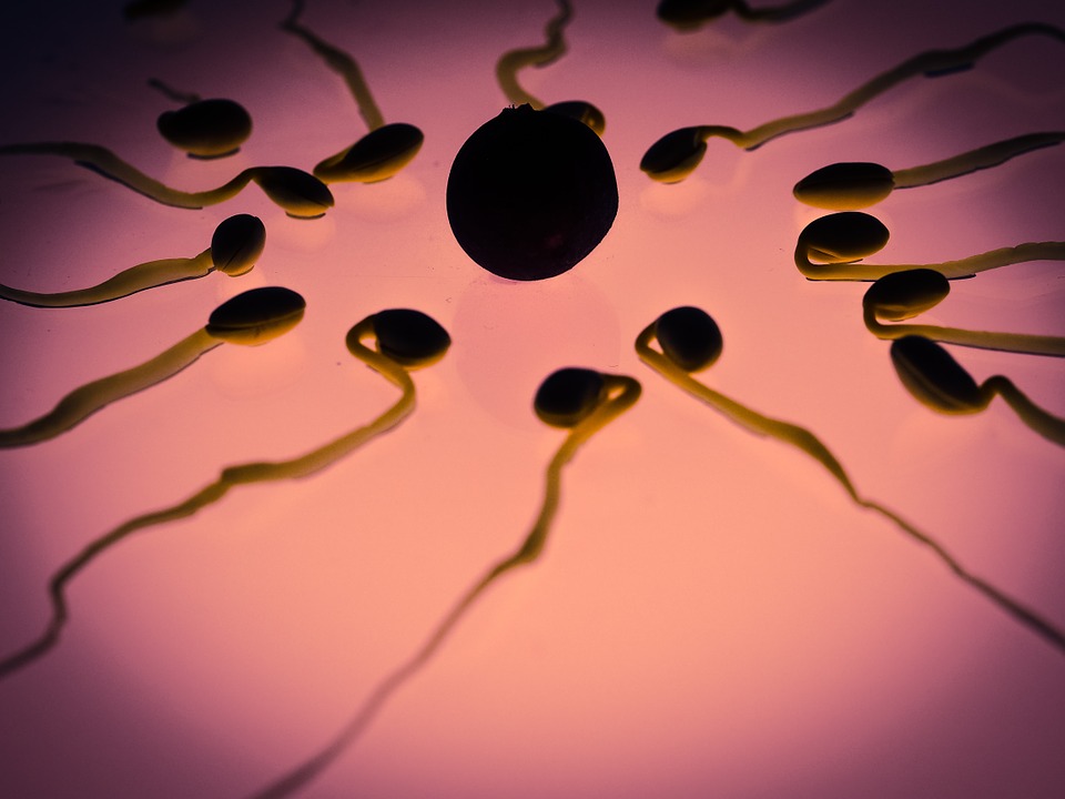 Sperm swimming towards an egg cell.
