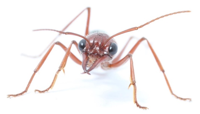 Nocturnal Bull Ant, courtesy of Ajay Narendra