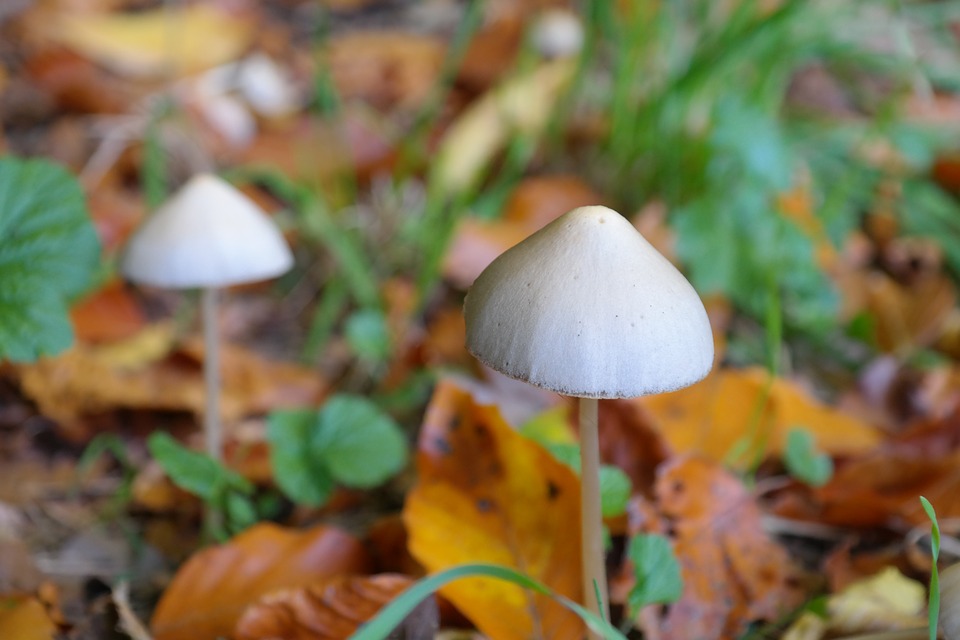 Psilocybe semilanceata, commonly known as the liberty cap, is a psilocybin or "magic" mushroom that contains the psychoactive compounds psilocybin which the body breaks down to psilocin, and the alkaloid baeocystin.