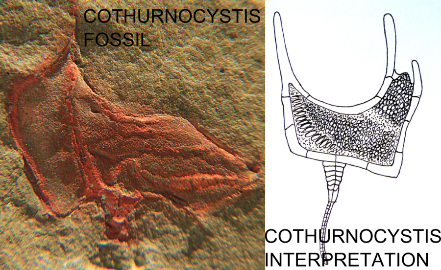 A carpoid of of the species Cothurnocystis elizae, 18mm measured across the theca, (sub)class Stylophorida, family Cothurnocystidae, collected in the Zagora region, Morocco, from the Lower Ordovician (first half of the Floian).