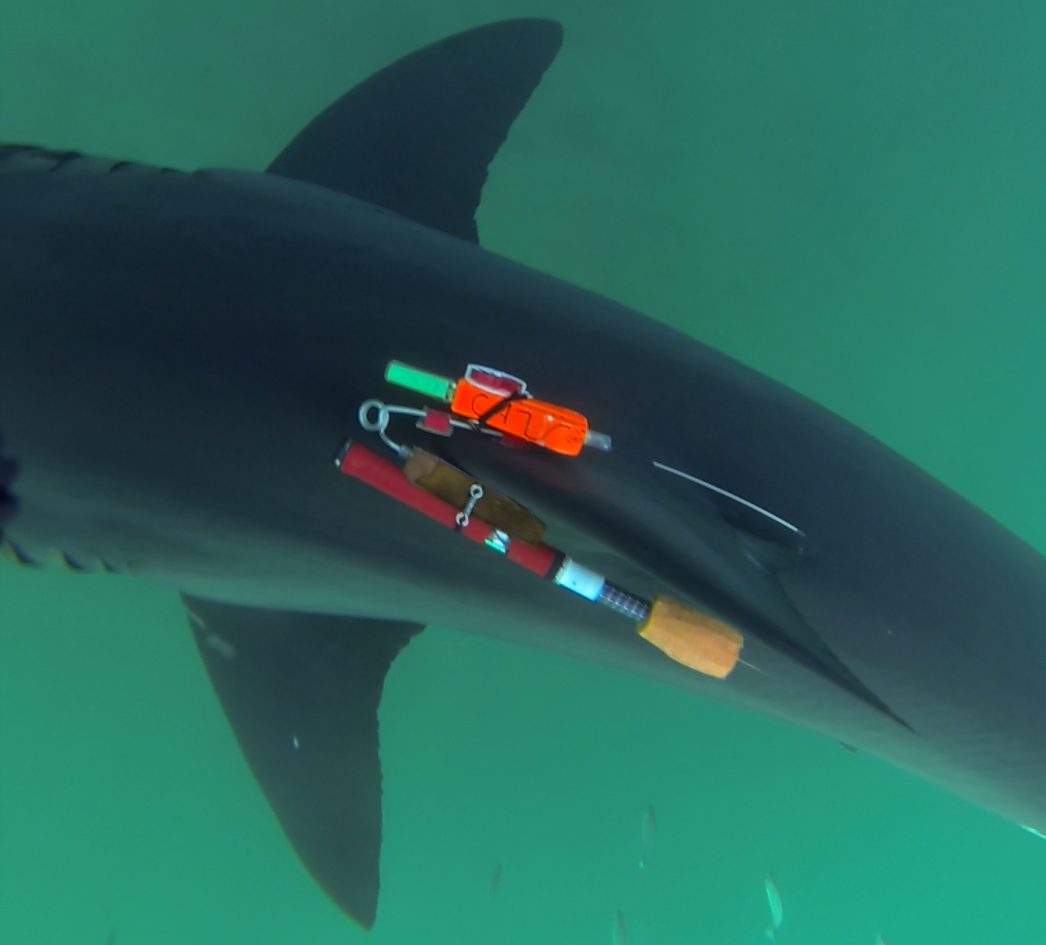 Camera tag attached to the dorsal fin of a white shark