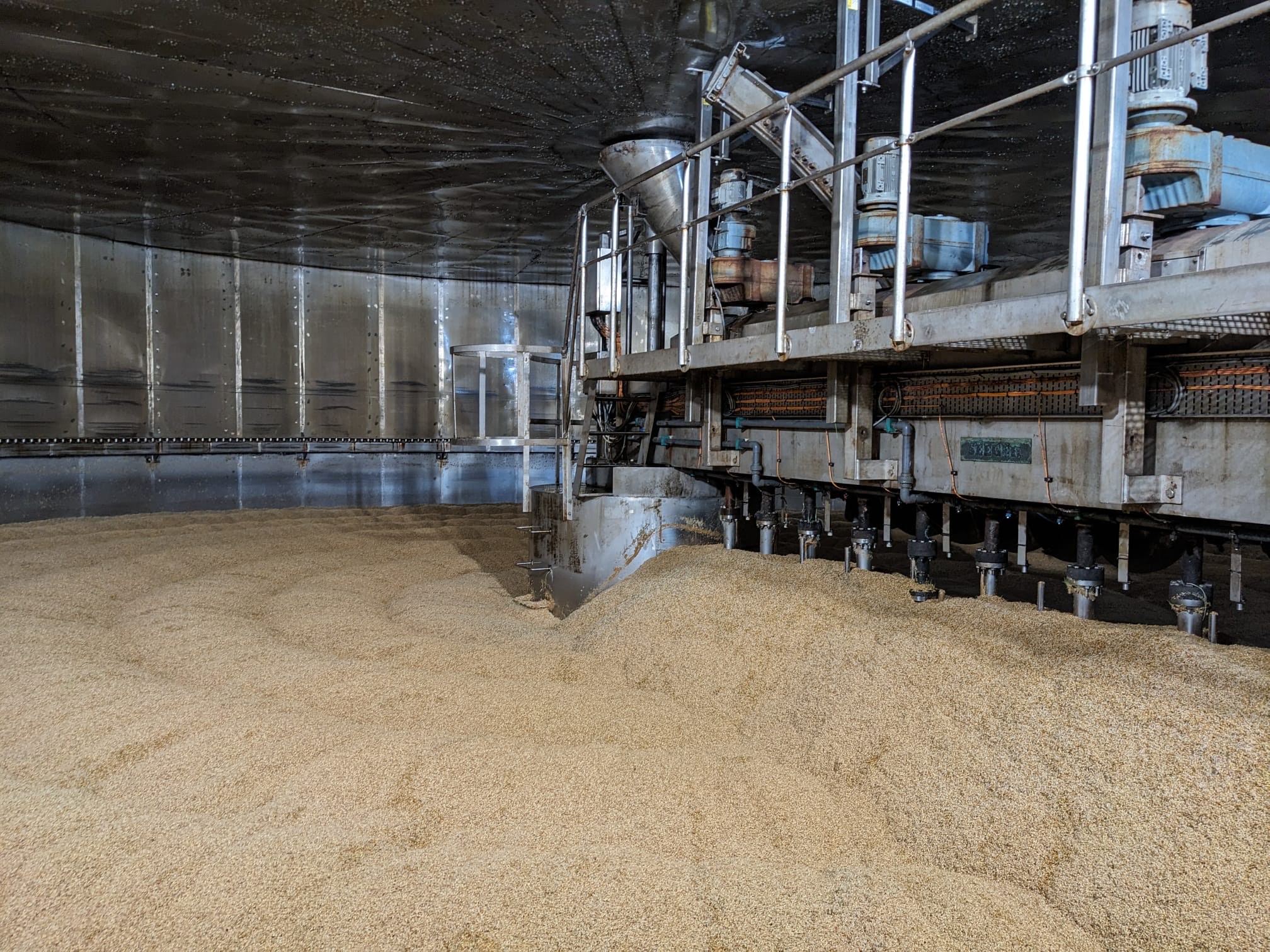 Germinating barley