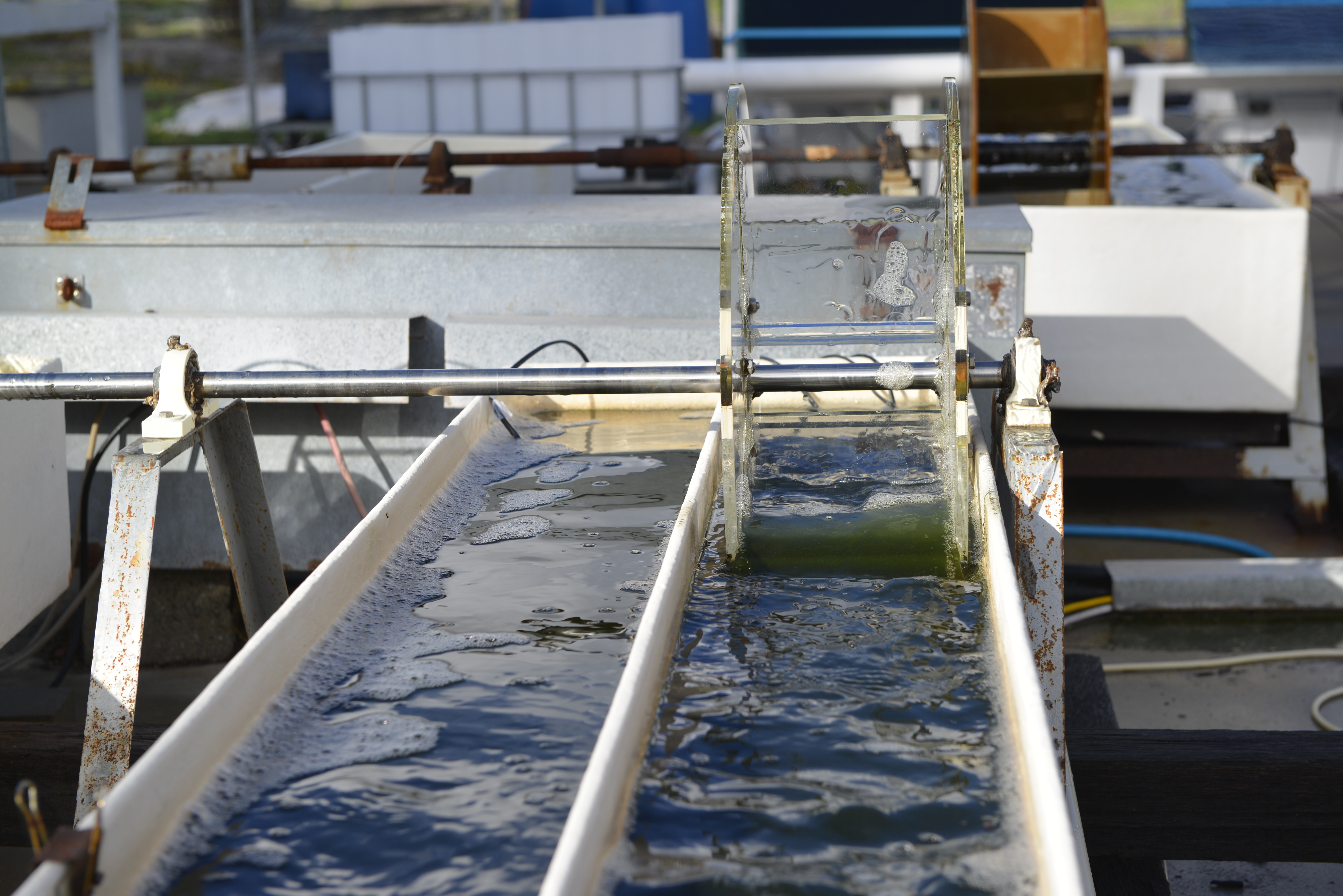 Algae can turn wastewater into a protein-rich valuable feedstock