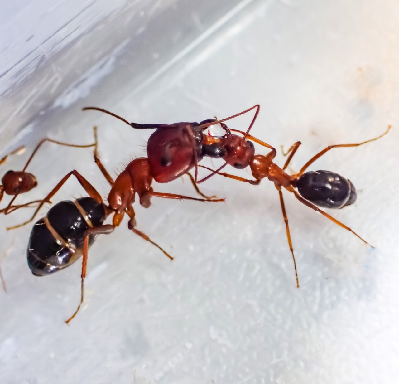 Carpenter ant trophallaxis (social exchange of gut contents)