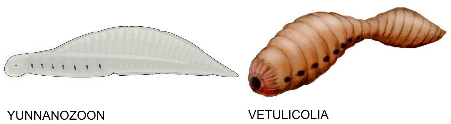  Vetulicolia