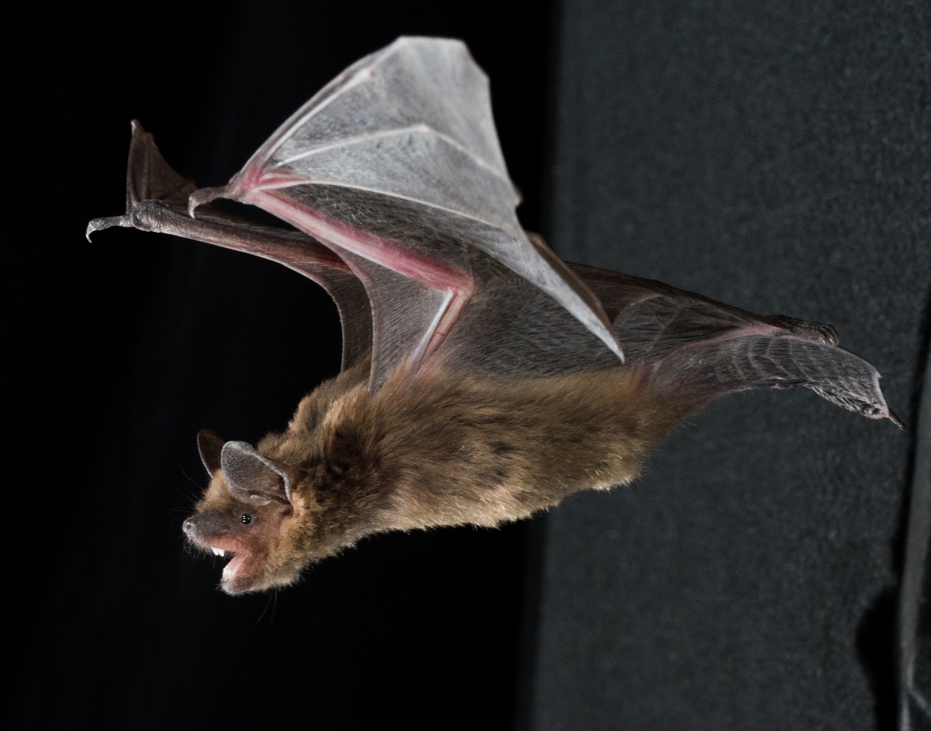 The techniques used by bats to navigate space in three dimensions are becoming clearer.