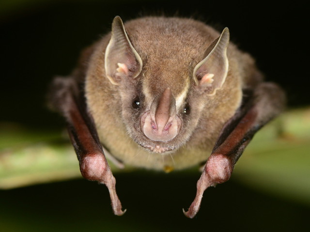 Artibeus watsonii bat