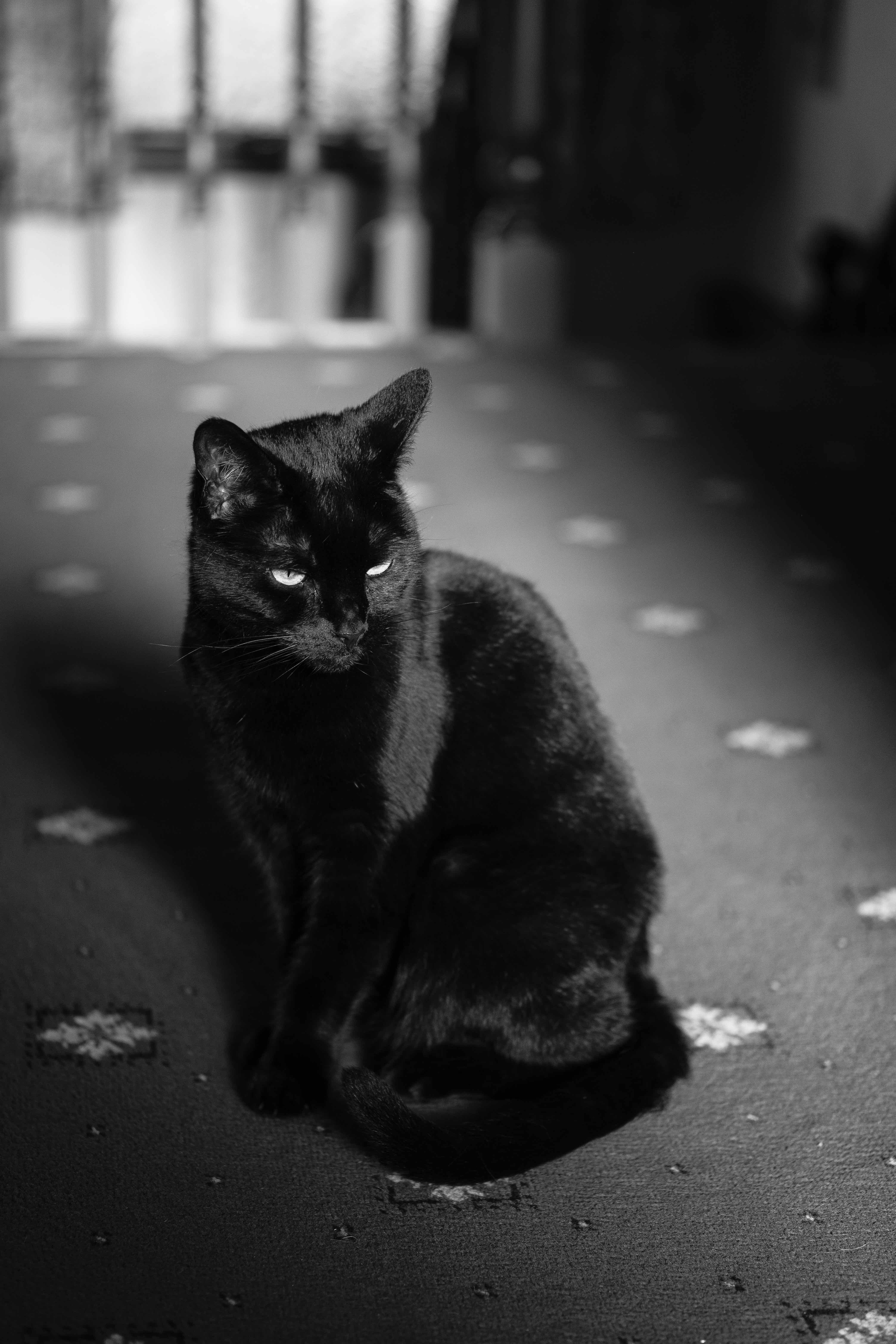 Black cat