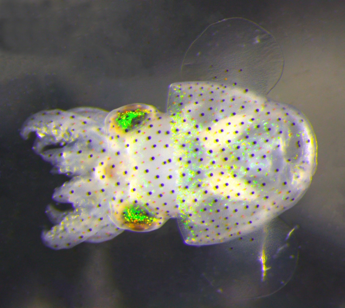Bobtail squid