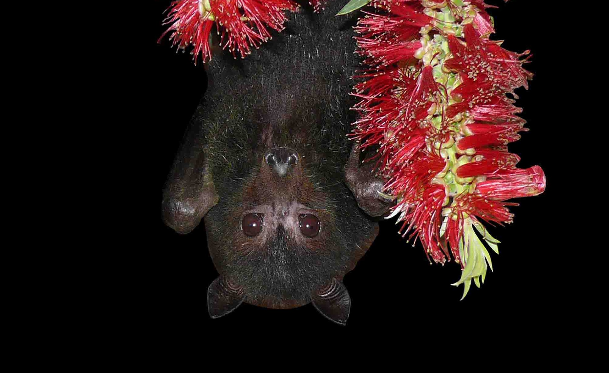 A bat in a tree