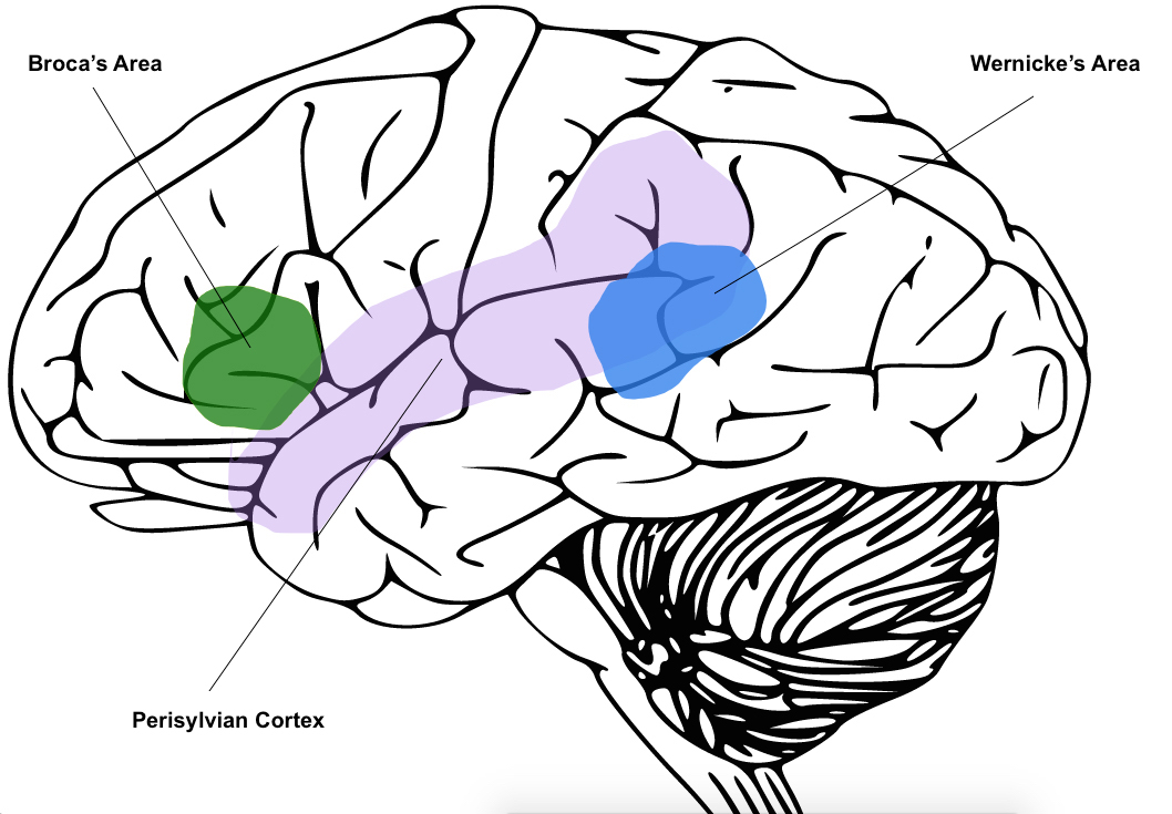 The perisylvian cortex is located on the outside of the brain, with Broca's area at the front and Wernicke's area at the back.