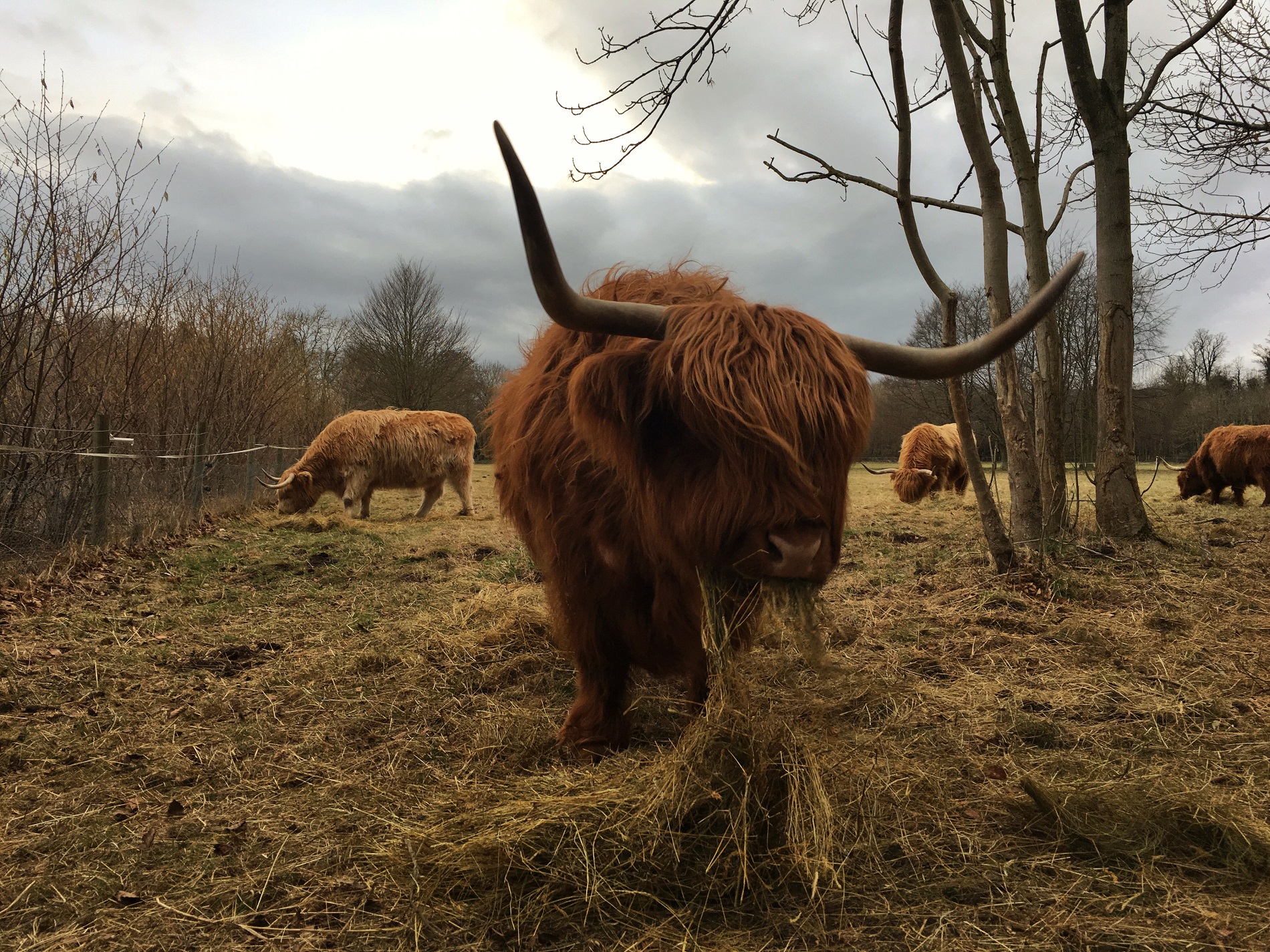 How many cows are needed to test if vaccines for bovine TB are effective?