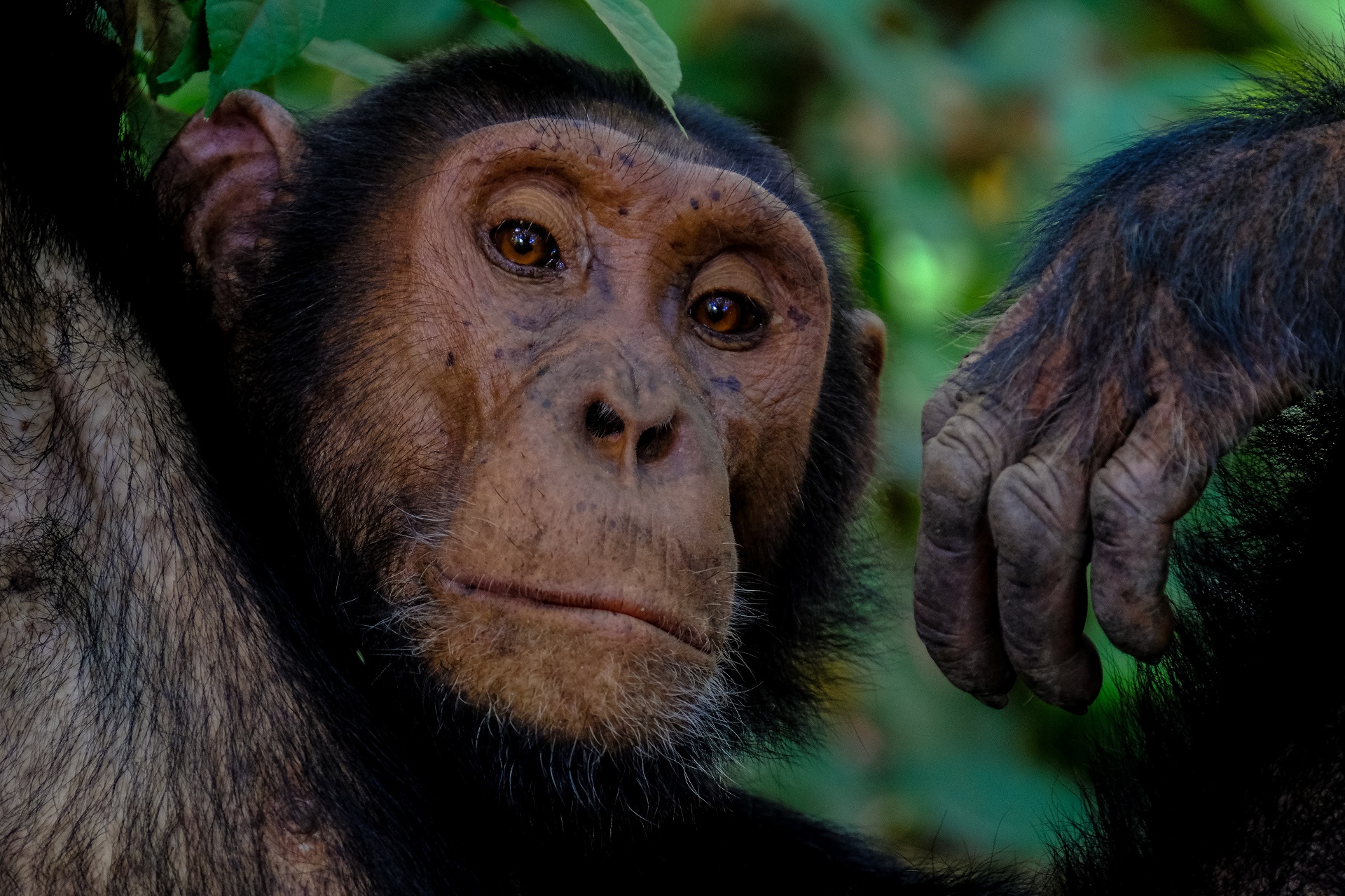 A chimpanzee