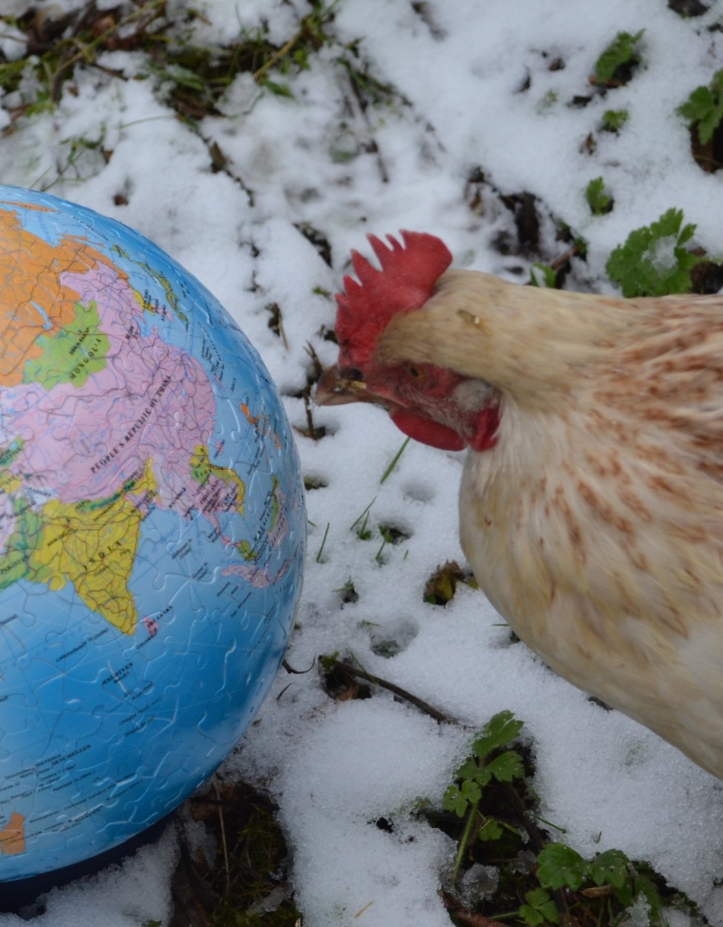 chicken and a globe