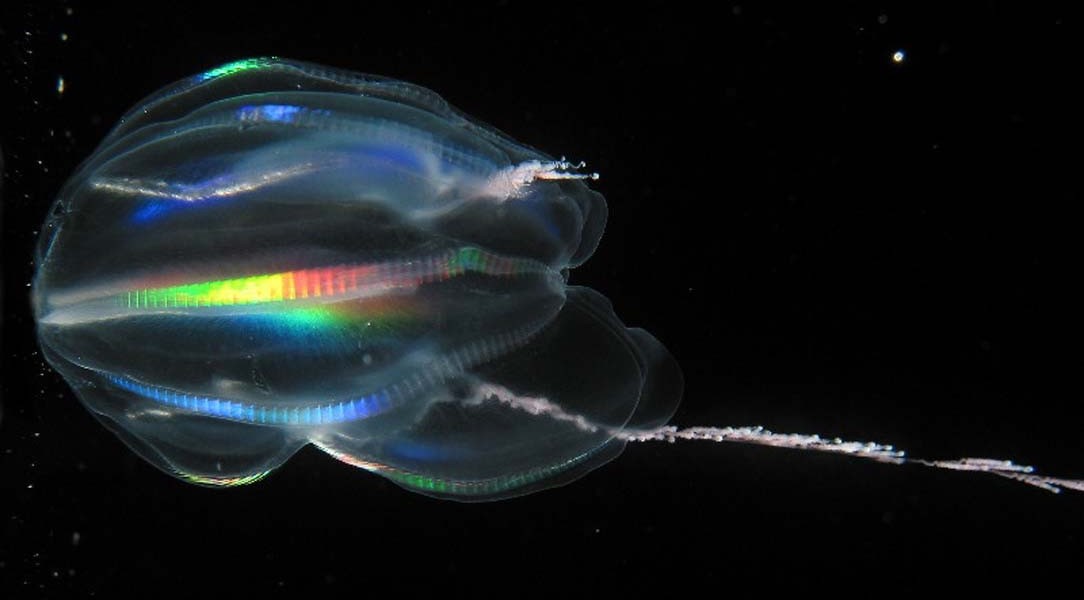  Light refracts off the comb-rows of the ctenophore Mertensia ovum producing stripes of rainbow color. One of the two tentacles with which it feeds is deployed while the other is retracted.