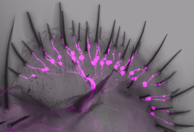 Drosophila labellum with a novel class of salt-aversive neurons labeled.