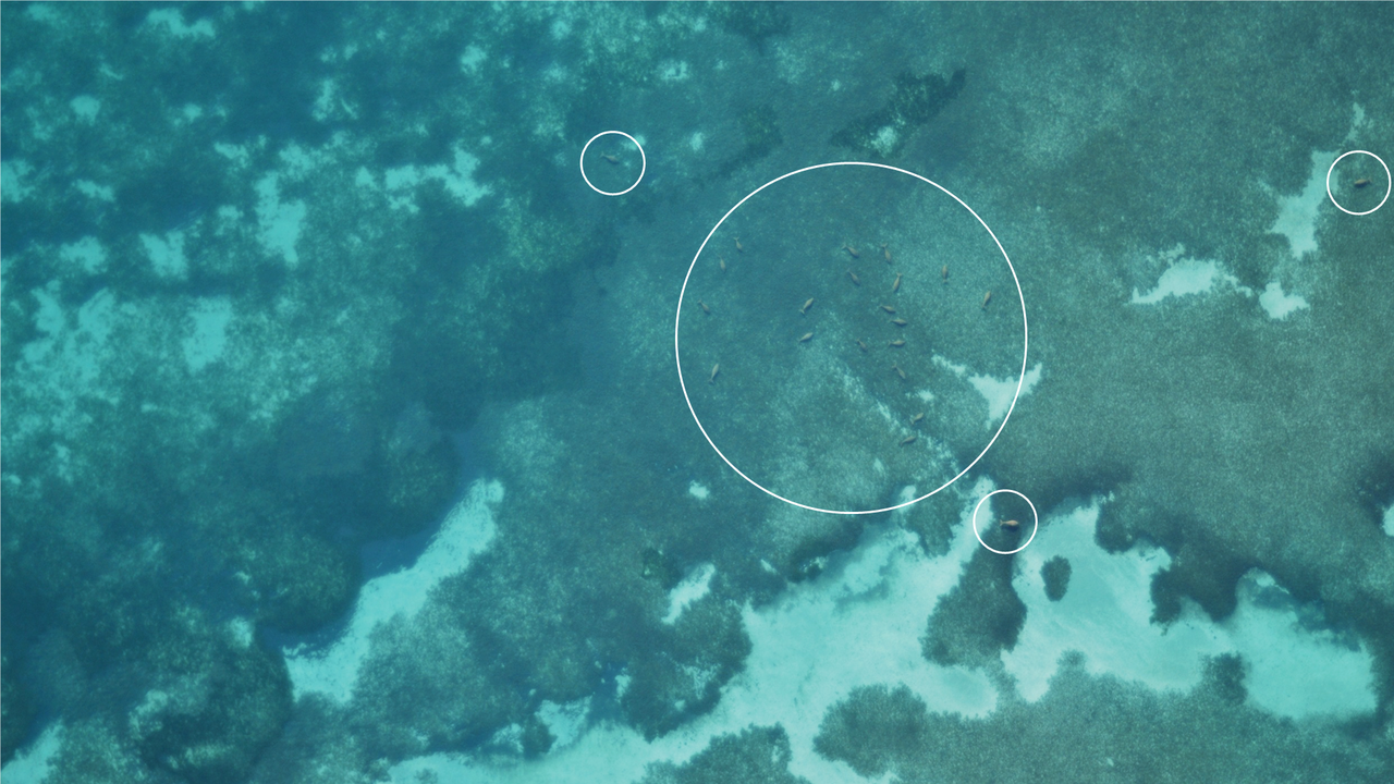 Dugongs spotted in images captured by drones