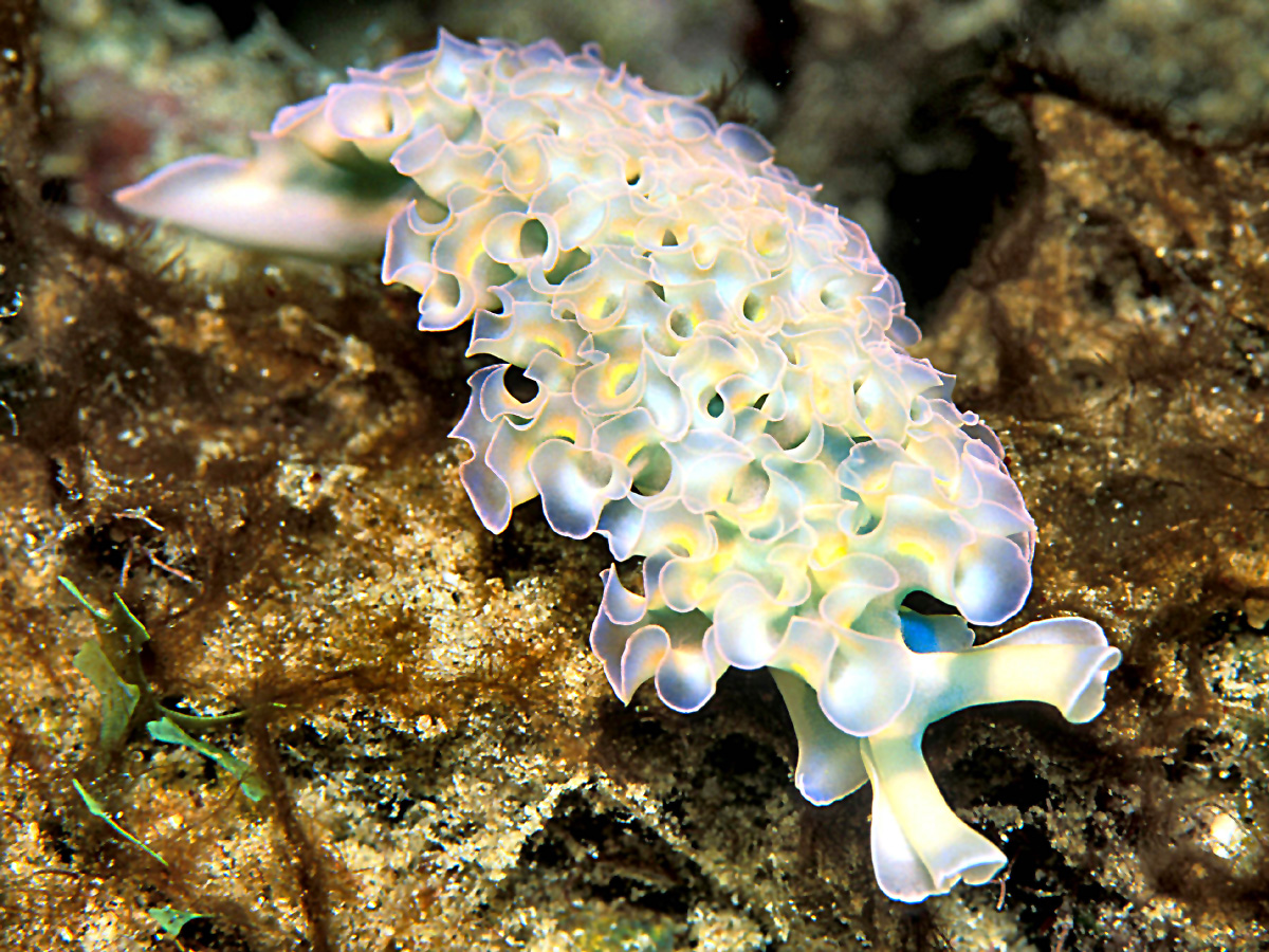 SEA SLUG - Elysia crispata