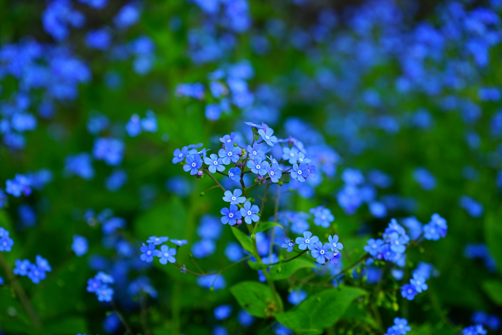 Forget me not flowers