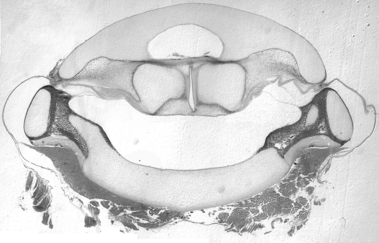 An isolated larynx with intact elastic cartilage septa from the frog Xenopus boumbaensis