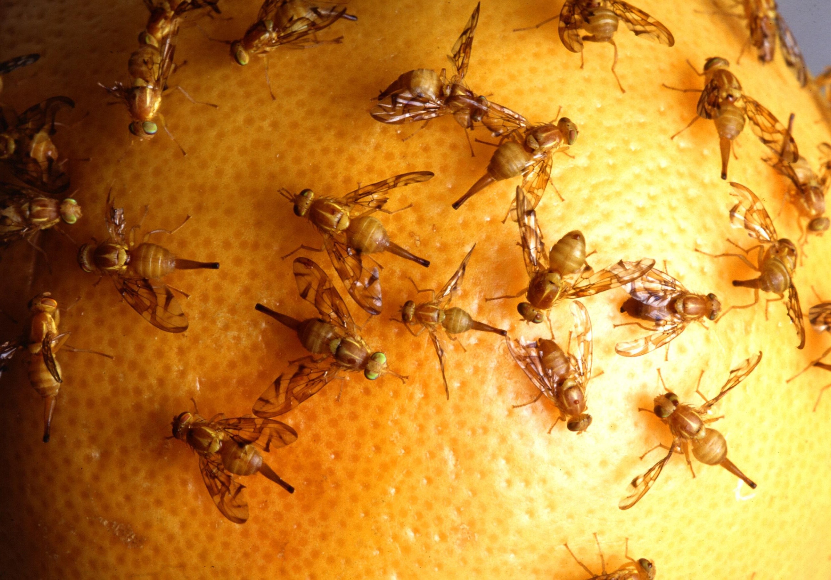 Fruit flies