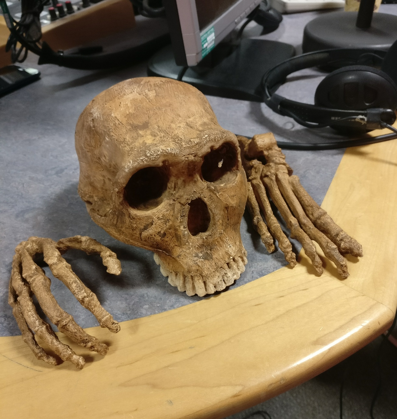 Homo Naledi skull