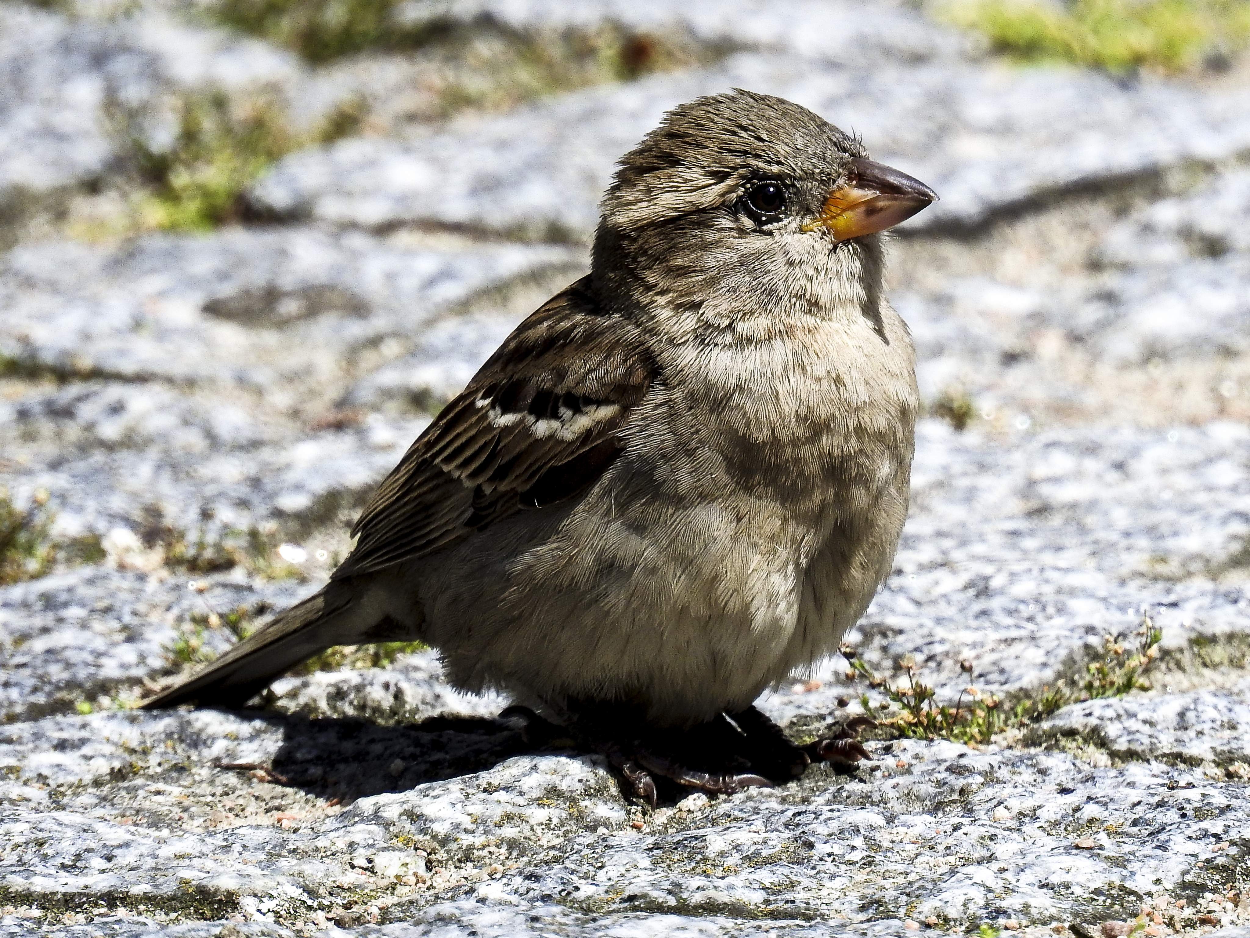 A house sparrow.