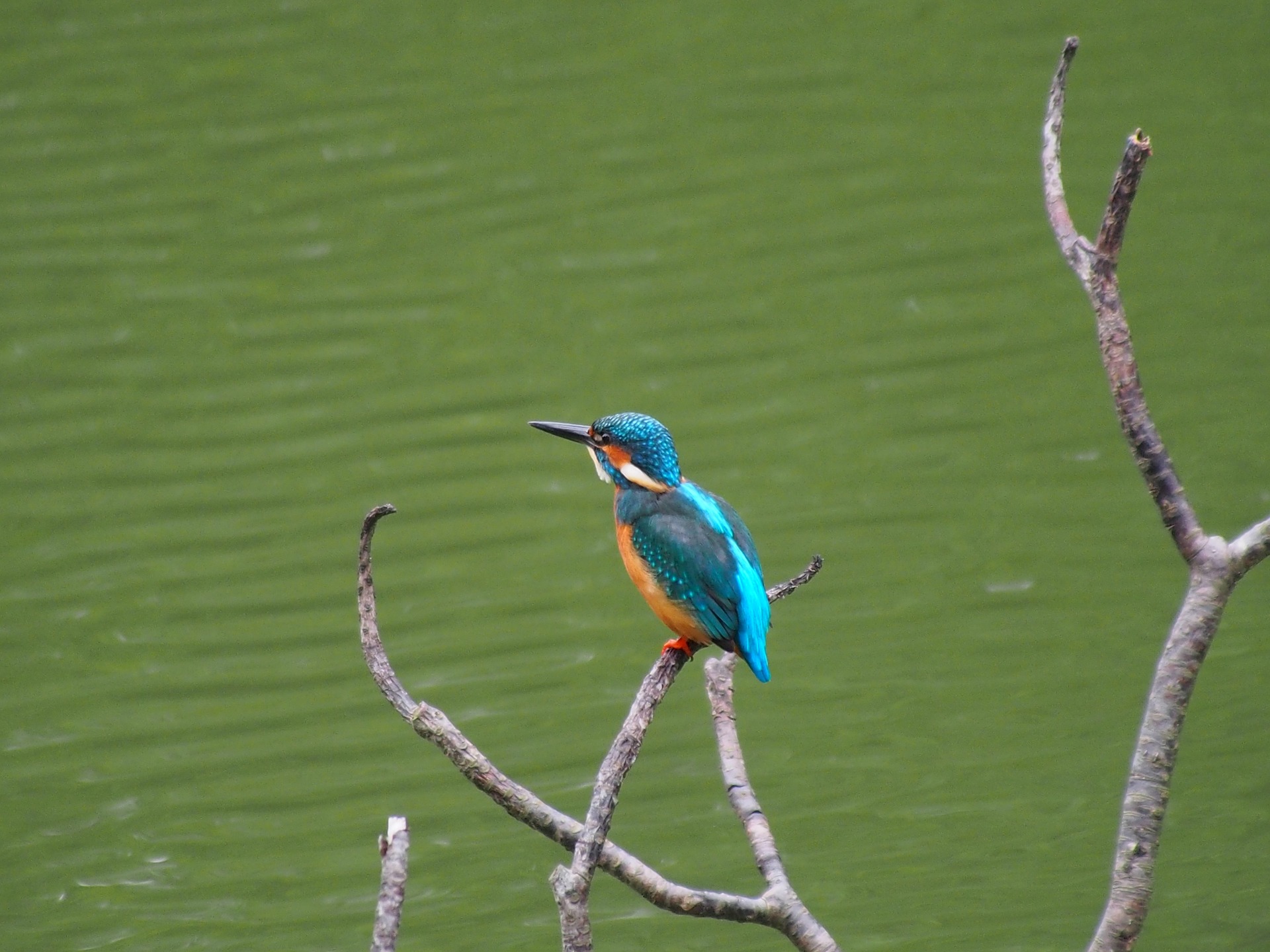 A kingfisher