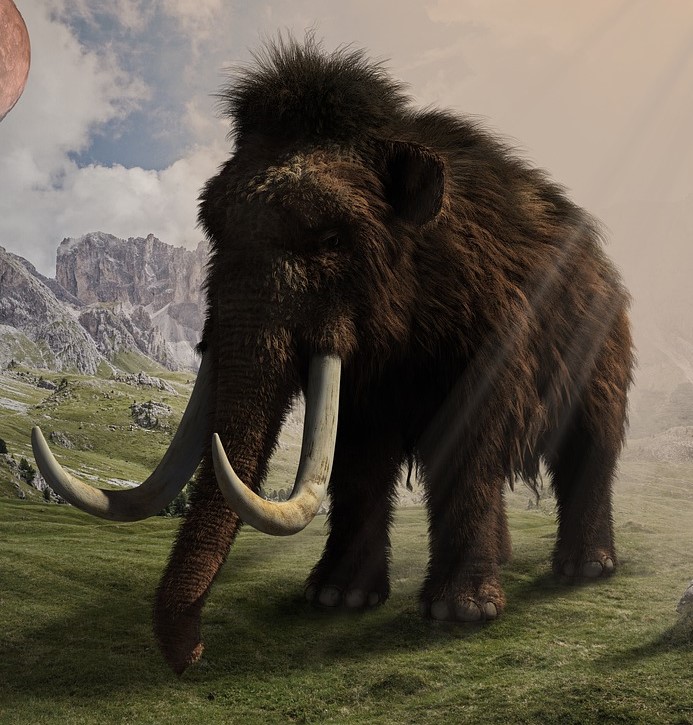 Artist's impression of a woolly mammoth.