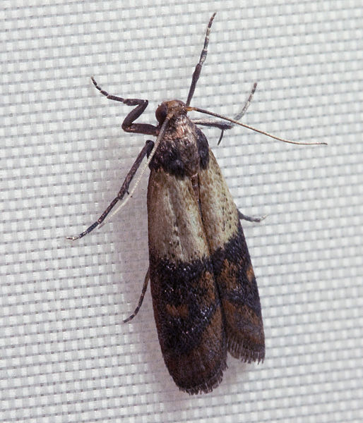 An Indian meal moth.