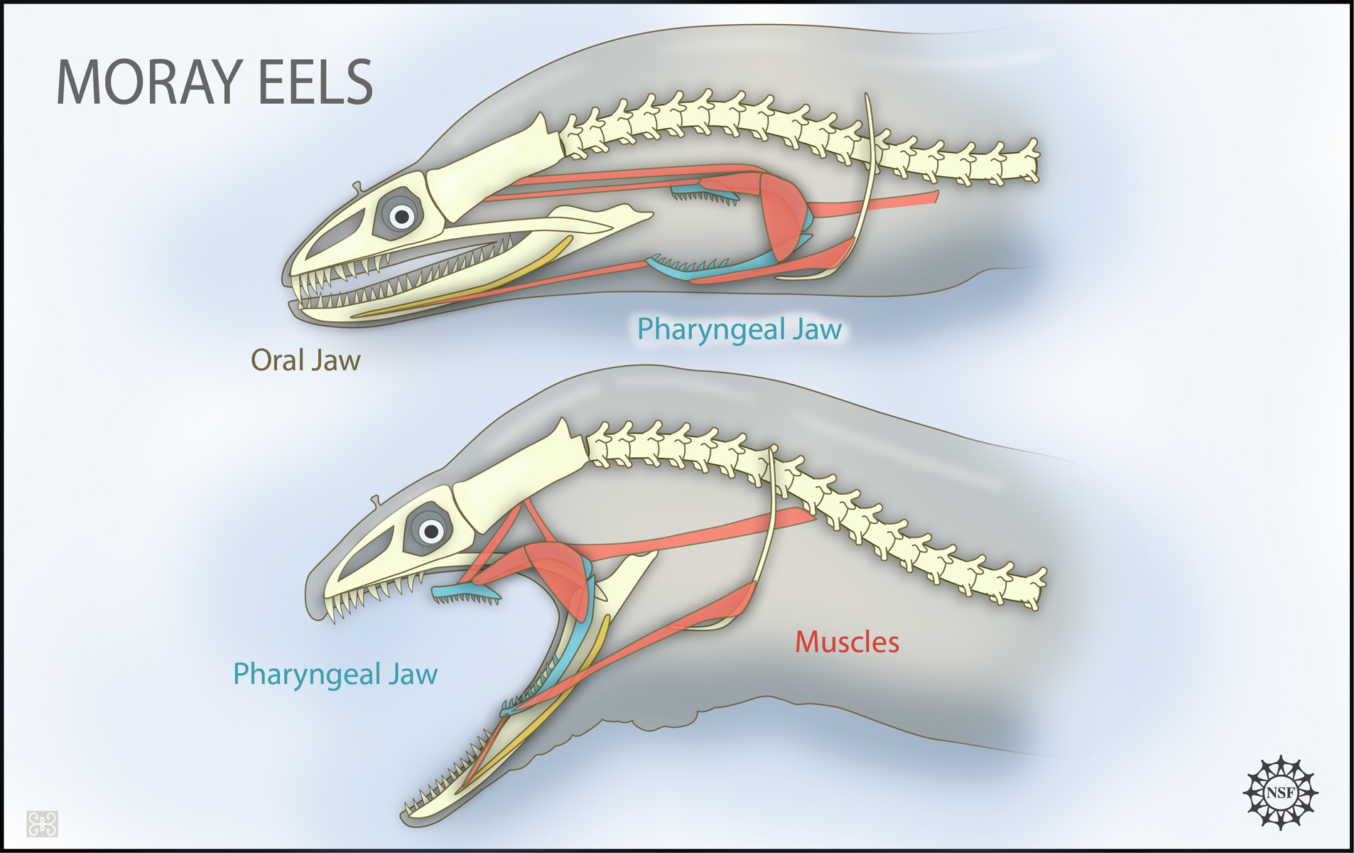 Moray eels have two sets of jaws: 1) the oral jaws that capture prey; and 2) the pharyngeal jaws (similar to the jaws of the monster in the movie, "Alien") that advance into the mouth and move prey from the oral jaws to the esophagus for swallowing.