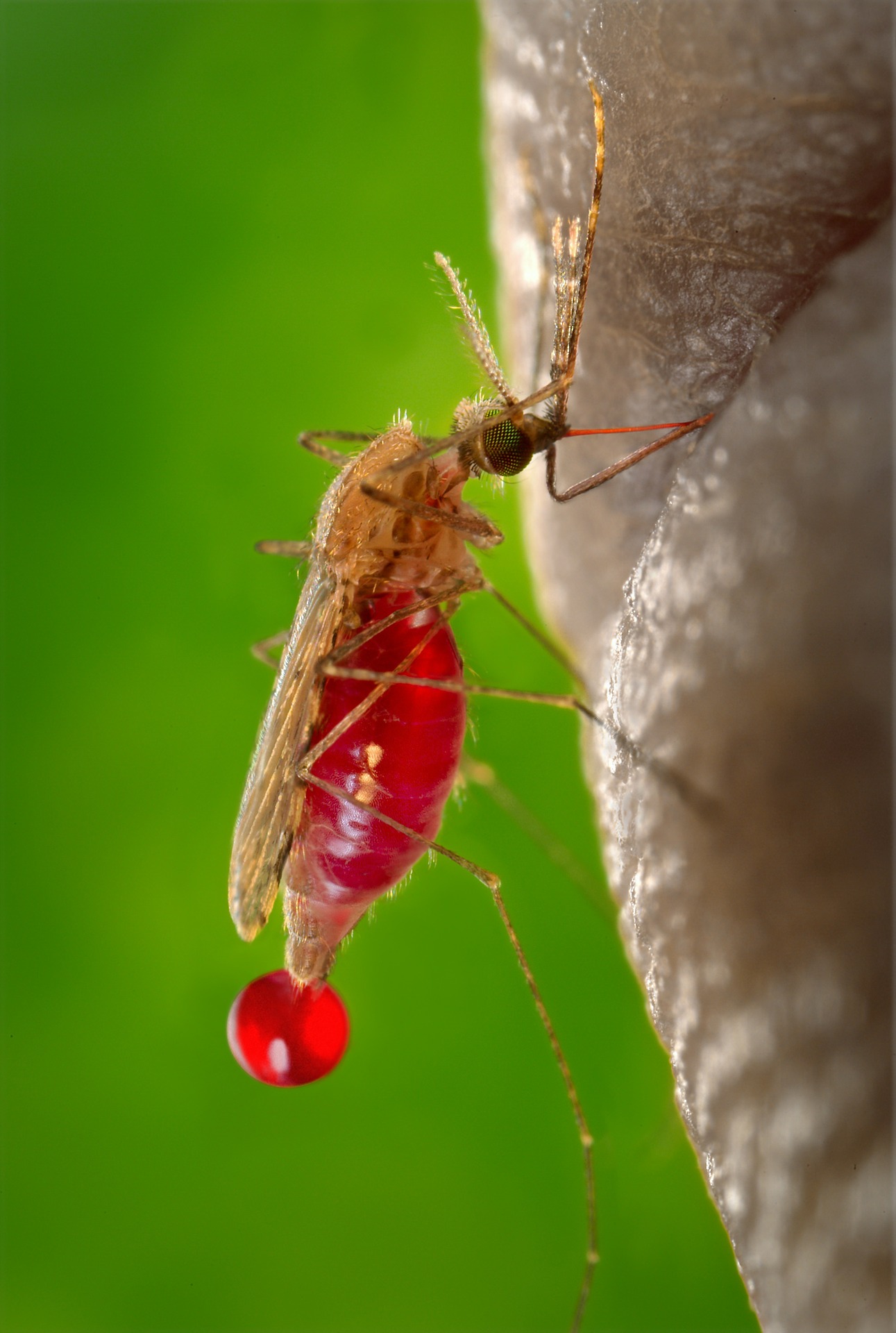 Mosquito feeding