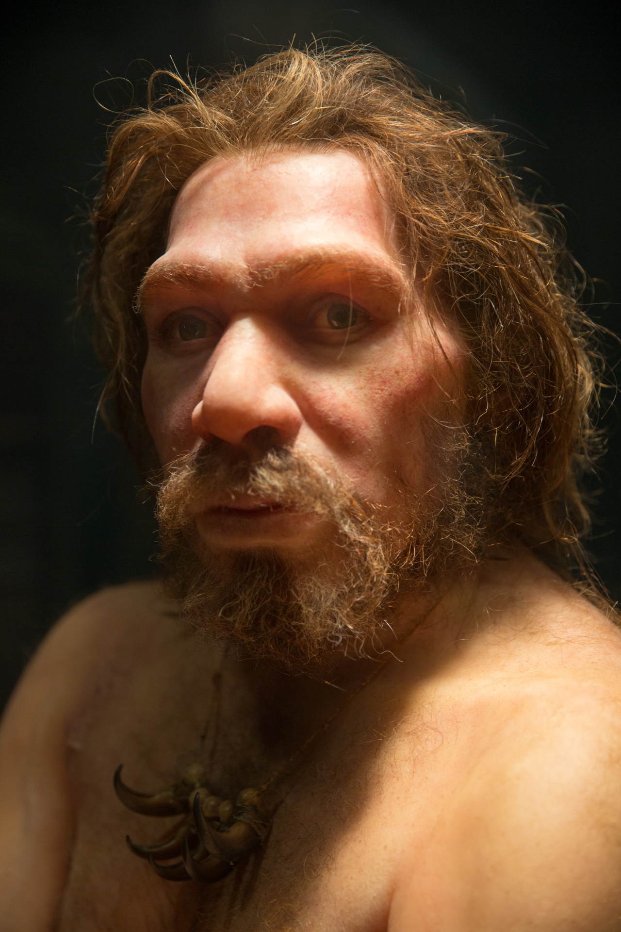 A portrait of a neanderthal in a museum.