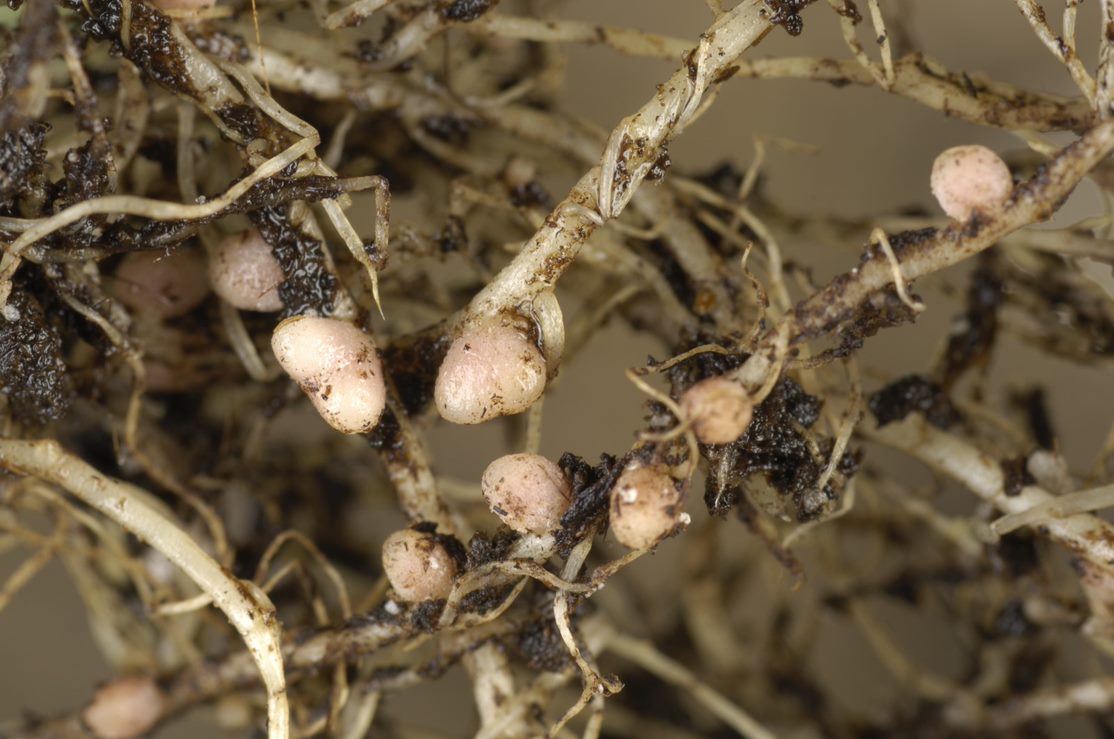 Nodules on roots