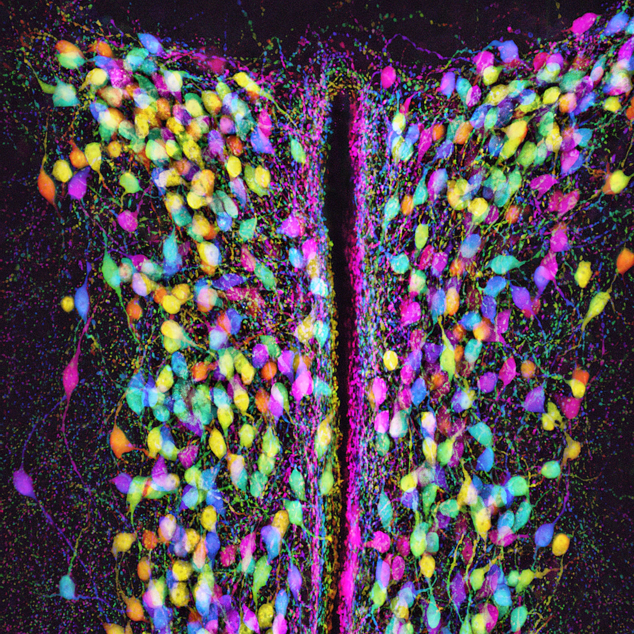 tdTomato positive oxytocinergic neurons in the paraventricular nucleus of the mouse hypothalamus.