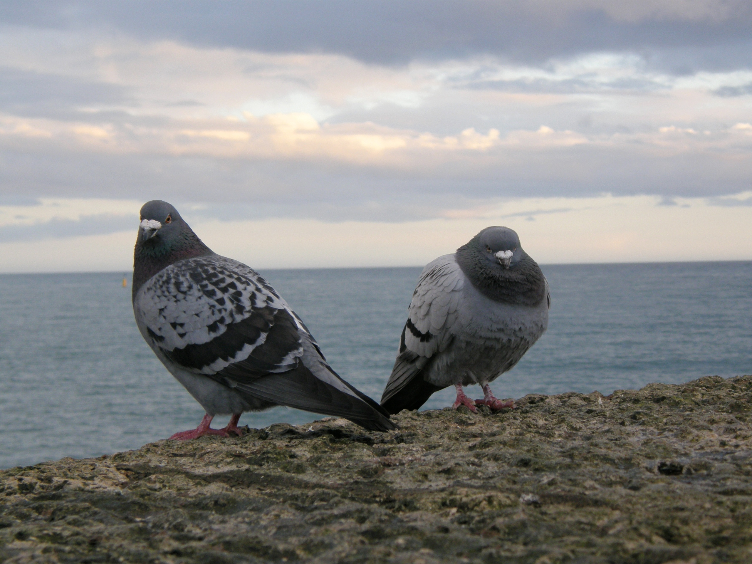 A specific genomic region gives pigeons their plumage patterns.