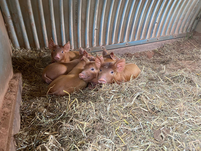 Pigs on a farm