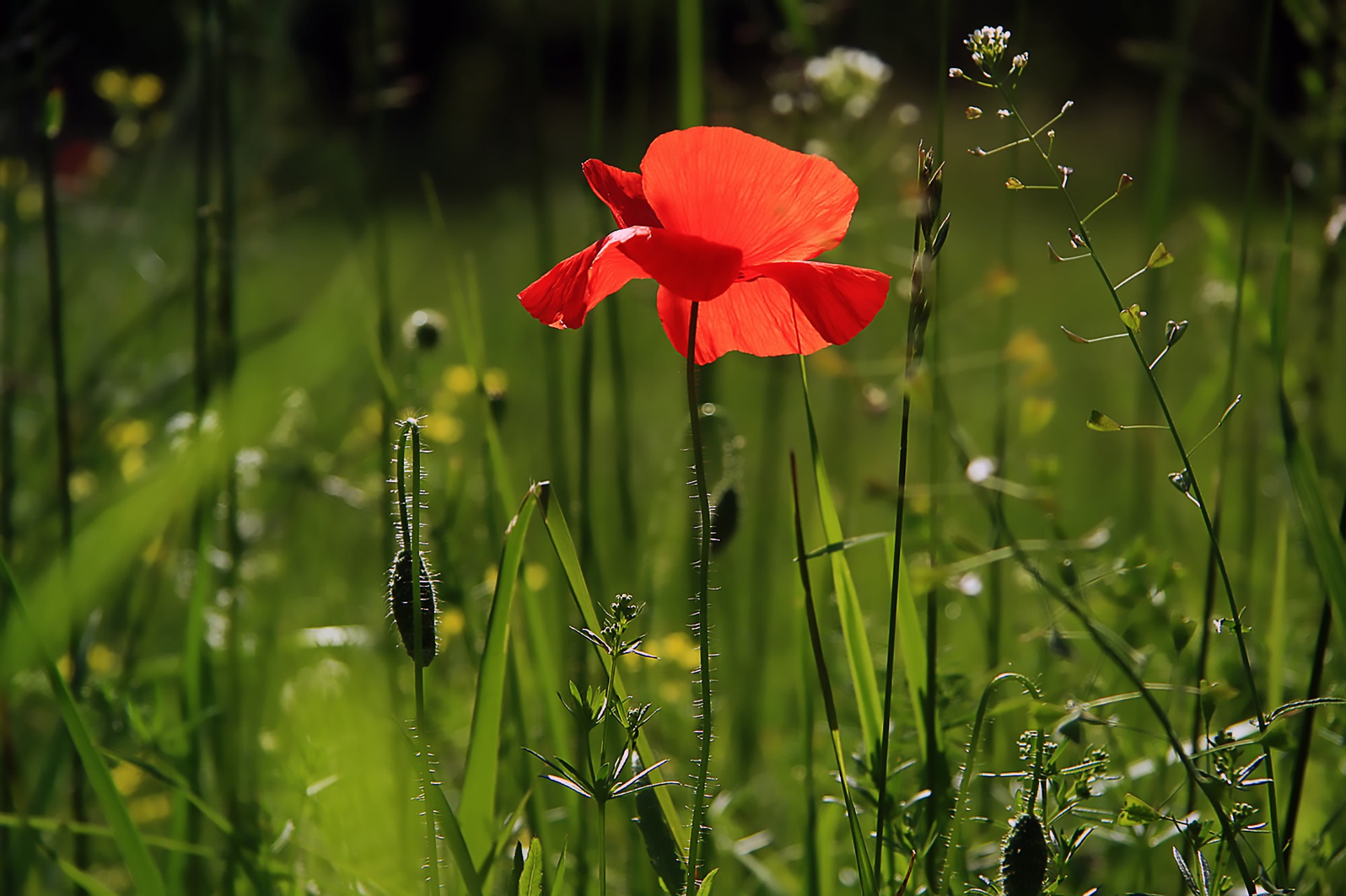 Poppy