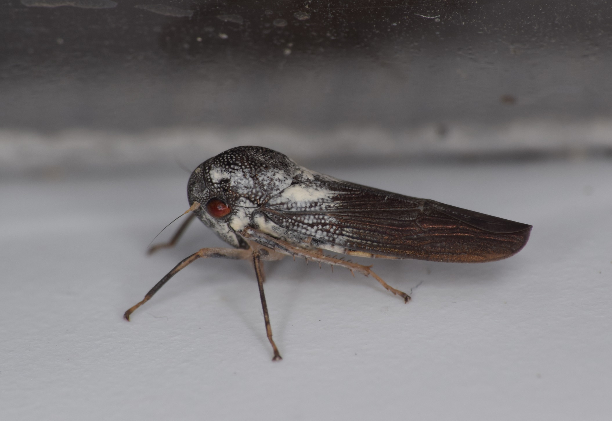 Phlogis kibalensis