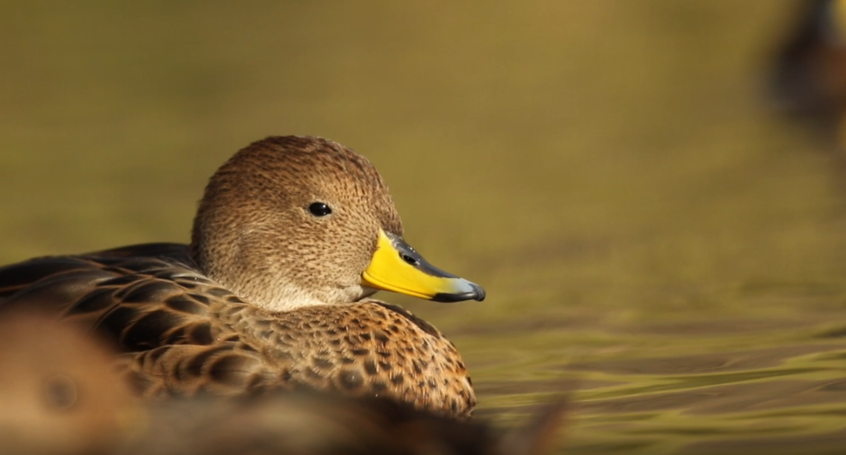 Pintail Duck on water