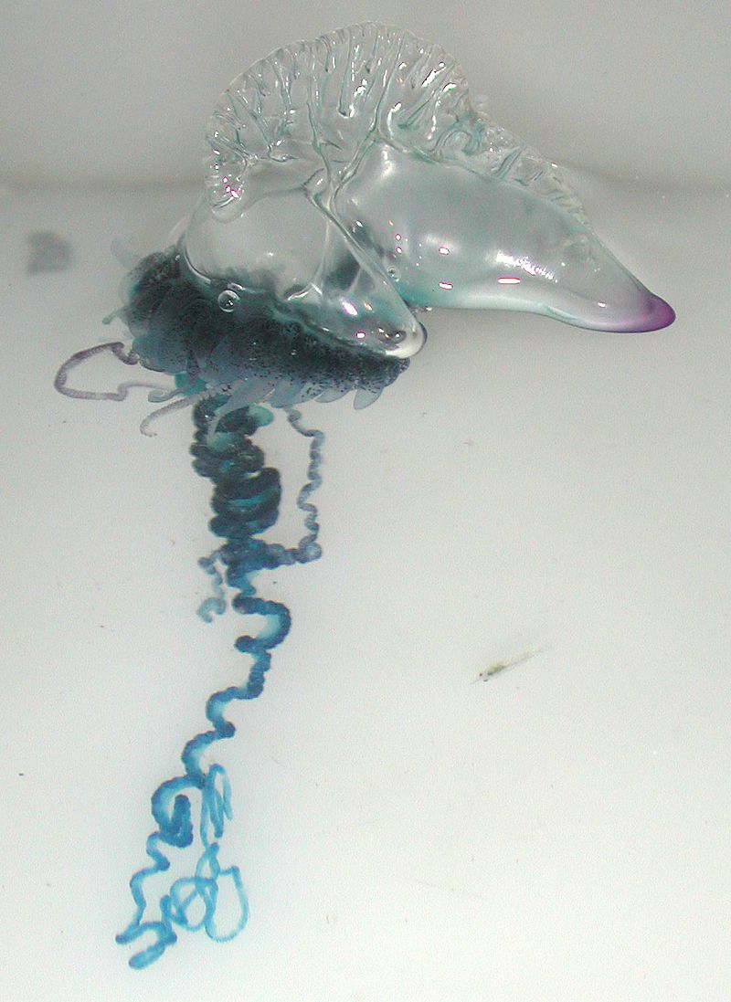 Portuguese Man-O-War jellyfish (Physalia_physalis)