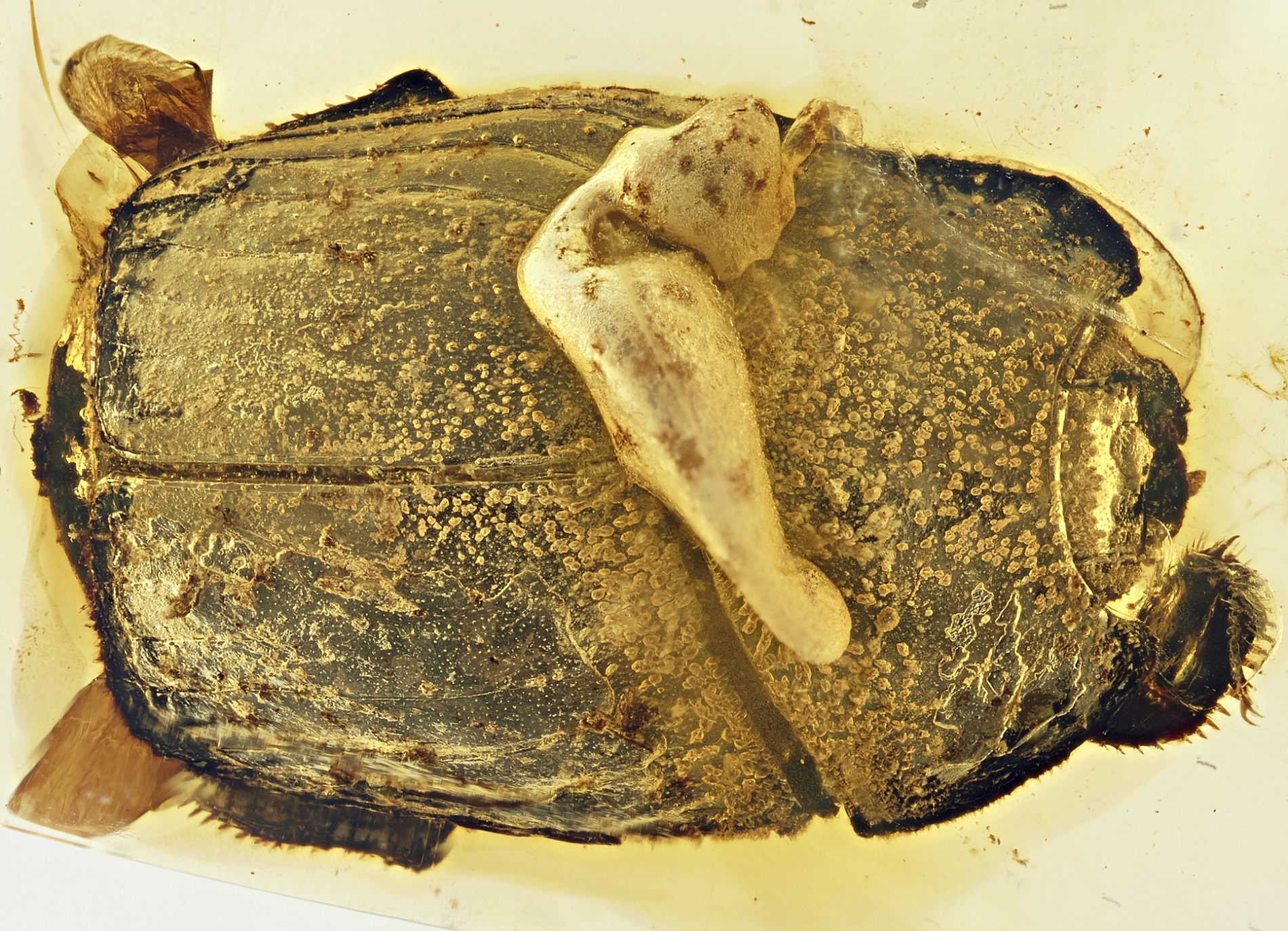 Early myrmectophile - Promyrmister_kistneri