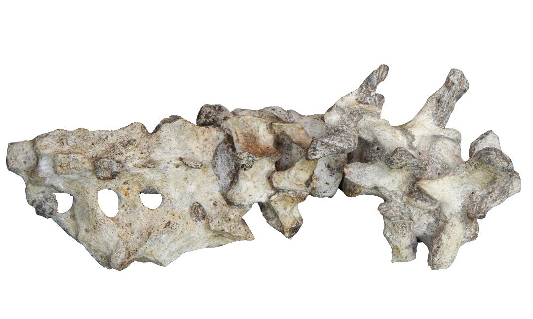 Australopithecus sediba, lumbar vertebrae