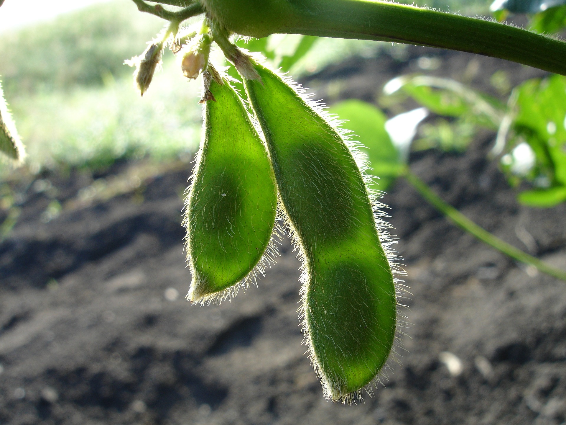 Soy