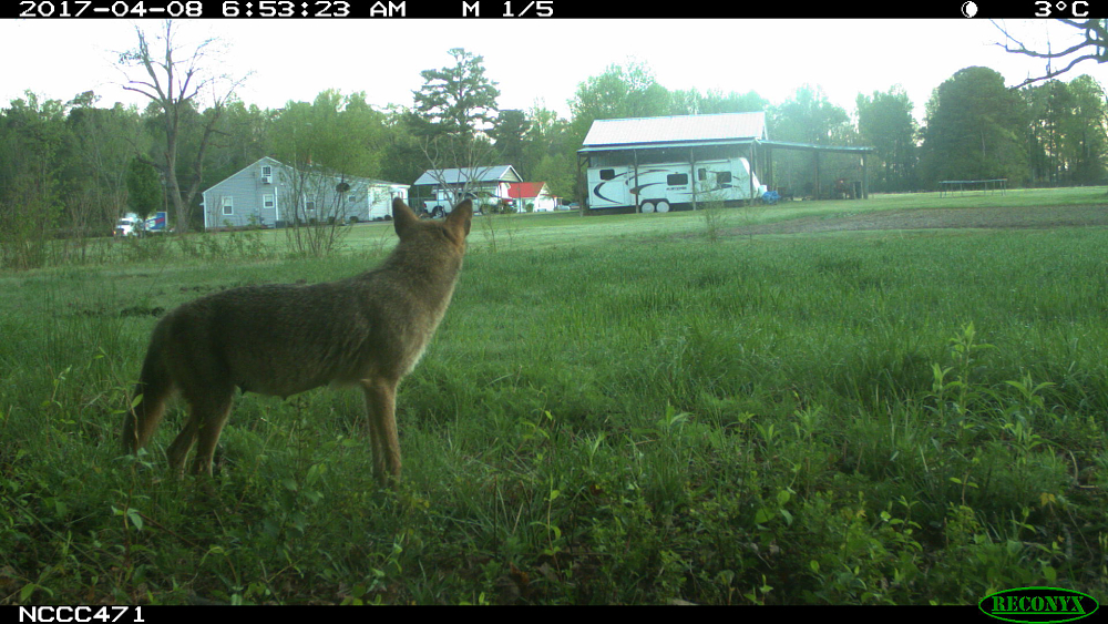 Many mammals have adjusted to life in urban environments.