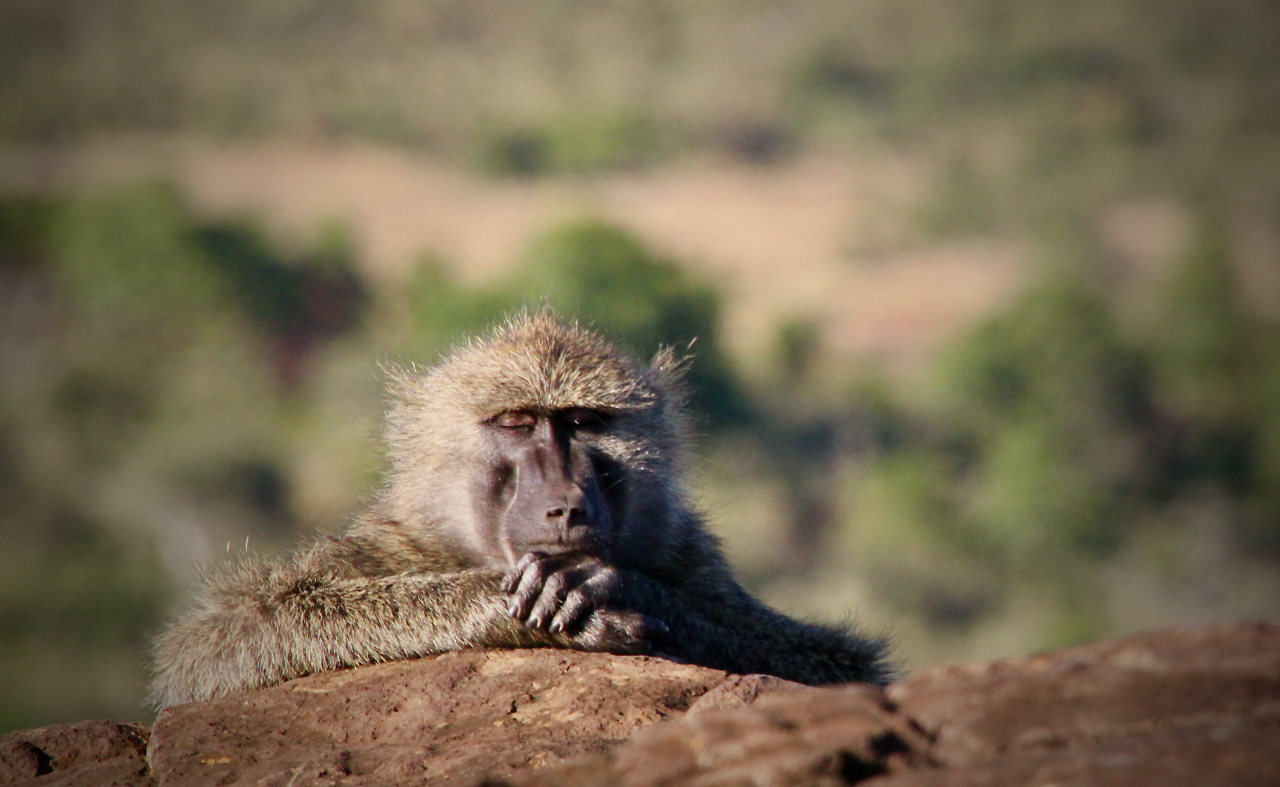 Sleeping baboon