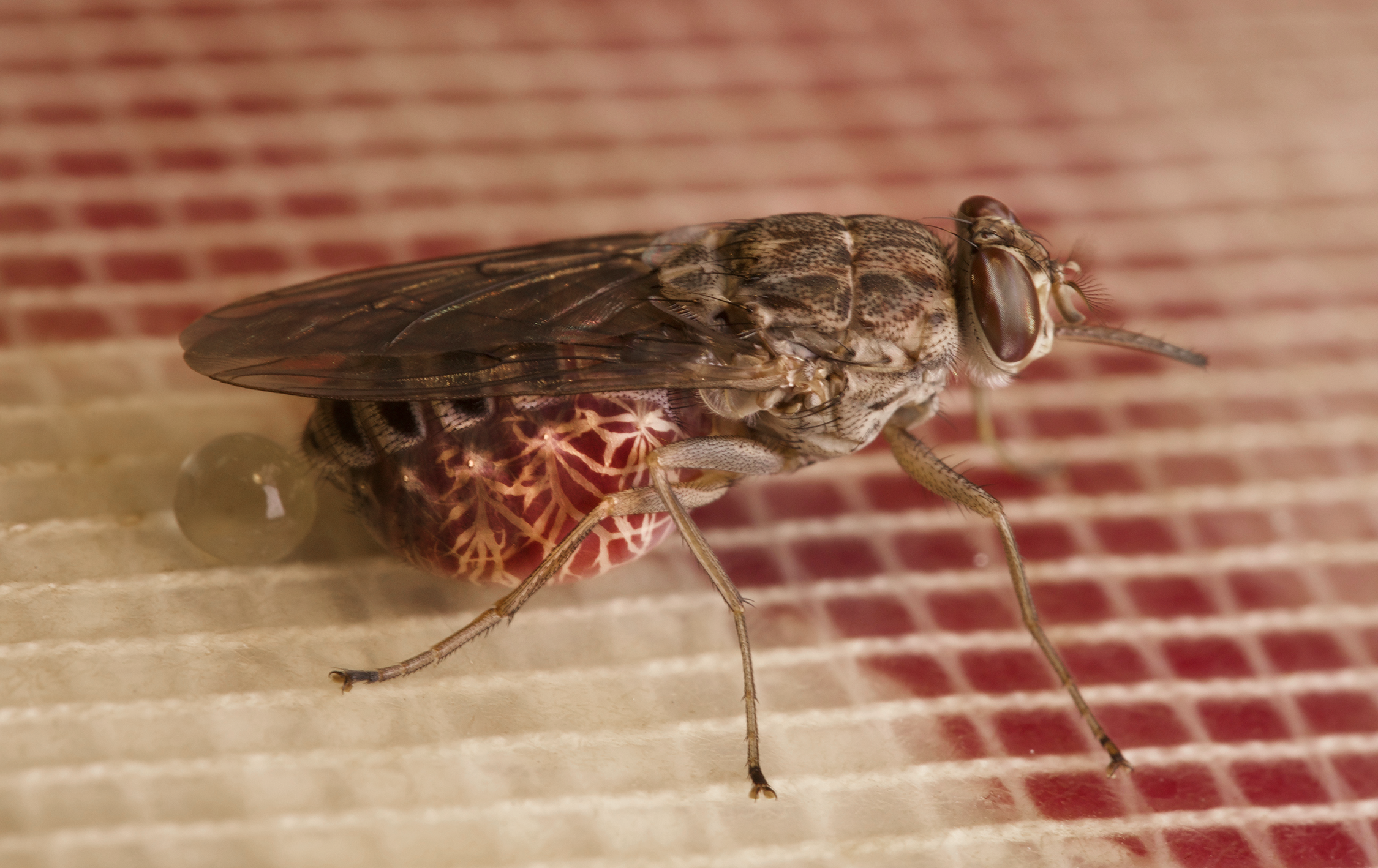tsetse fly feeding in blood in the laboratory